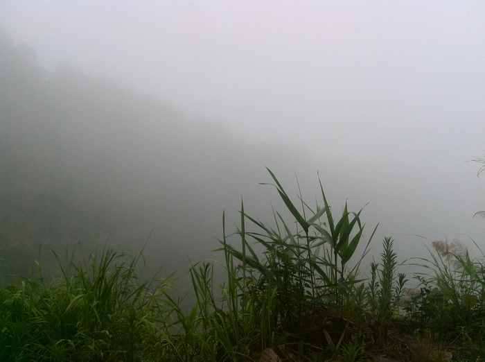晨雾中的茶山.jpg