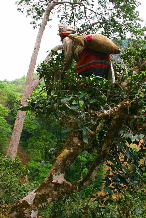 基诺族老妇上树摘茶.jpg