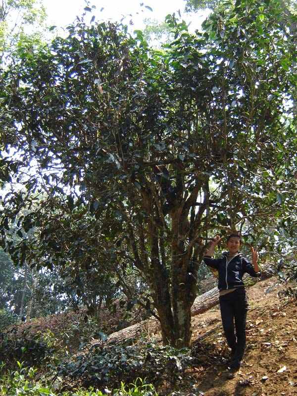 我和我们的古茶树.JPG