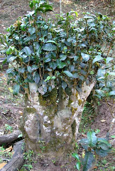 代表性矮化茶树