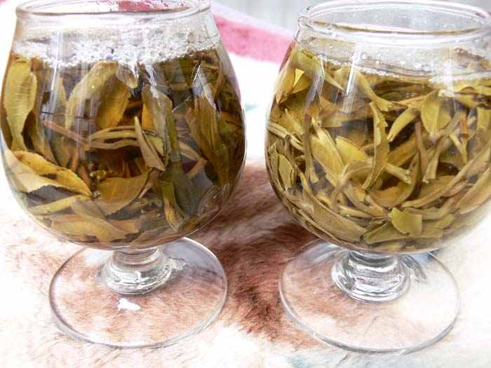 左侧为晒青毛茶在汤中的叶色，右侧为烘青毛茶在汤中的色泽情况。