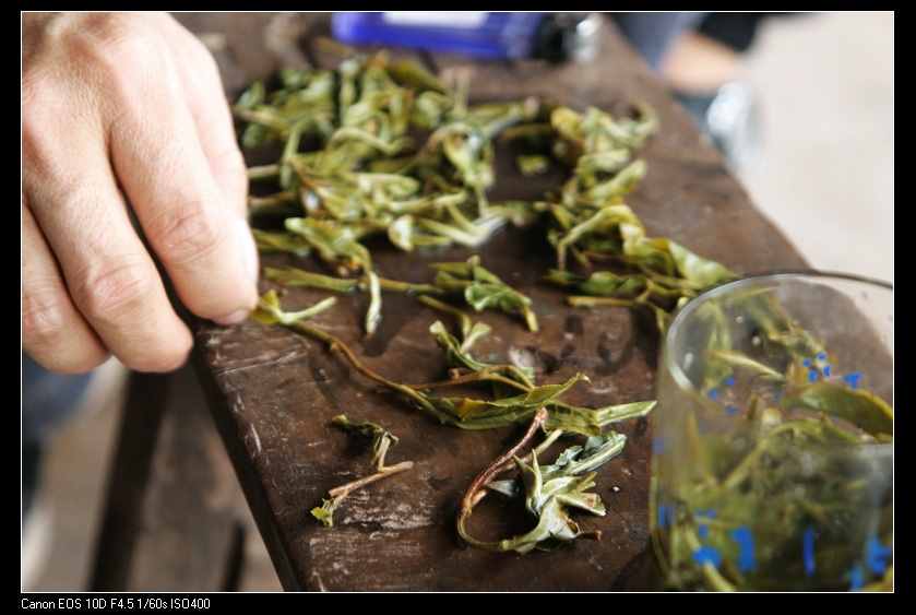 挑毛茶——除了保证古树纯度外，还要尽量杜绝红梗和糊片.jpg