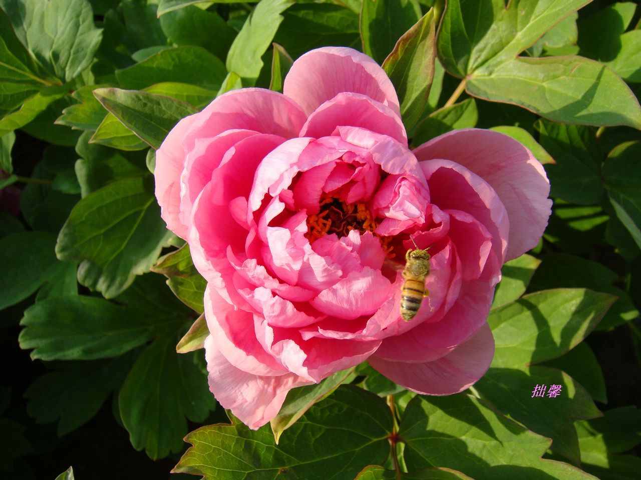 蜜蜂和牡丹2.jpg