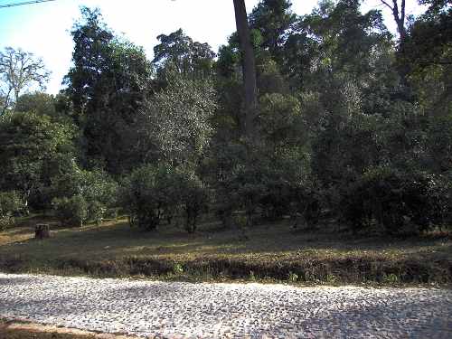 不能不来几张茶山的PP吧——古茶树林中的路，非常地环保