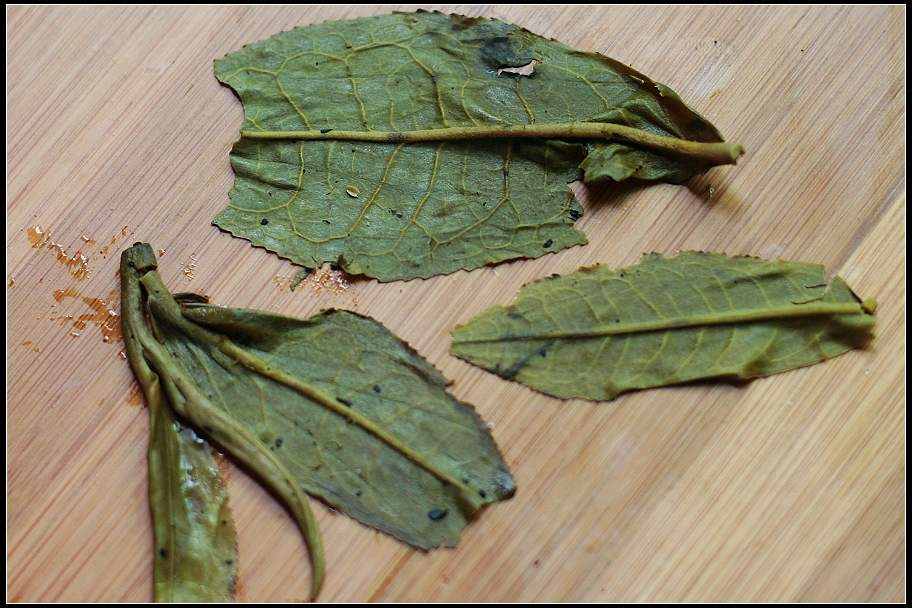 老树茶的叶背，叶脉粗壮，毫多，主叶脉上都是，齿较密多钝齿