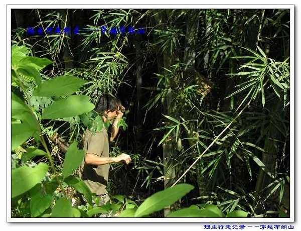 路上，体力好的队员在等待后来的队员时，在竹林砍竹虫。