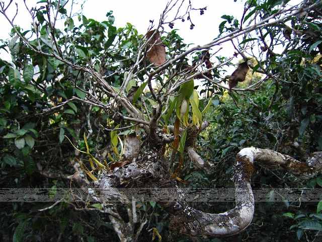 老曼峨茶树寄生物001.jpg